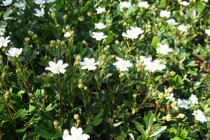 Shrubby Fivefingers photo 2