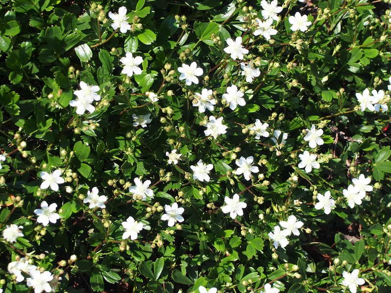 Shrubby Fivefingers photo 3