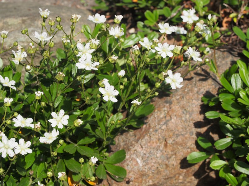 Shrubby Fivefingers photo 6