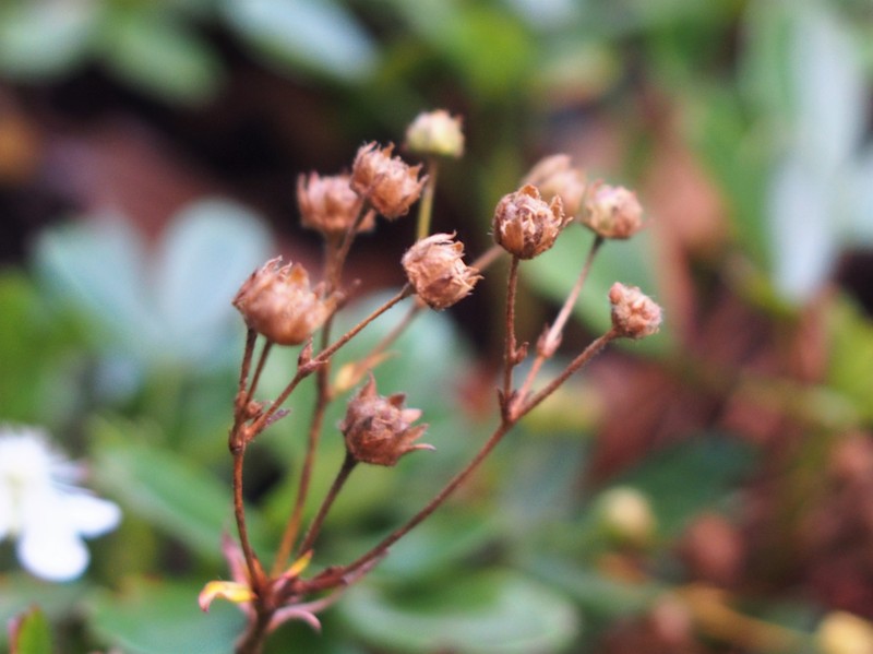 Shrubby Fivefingers photo 7