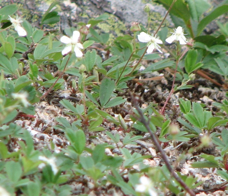 Shrubby Fivefingers photo 8