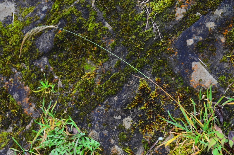 Sibirotrisetum bifidum