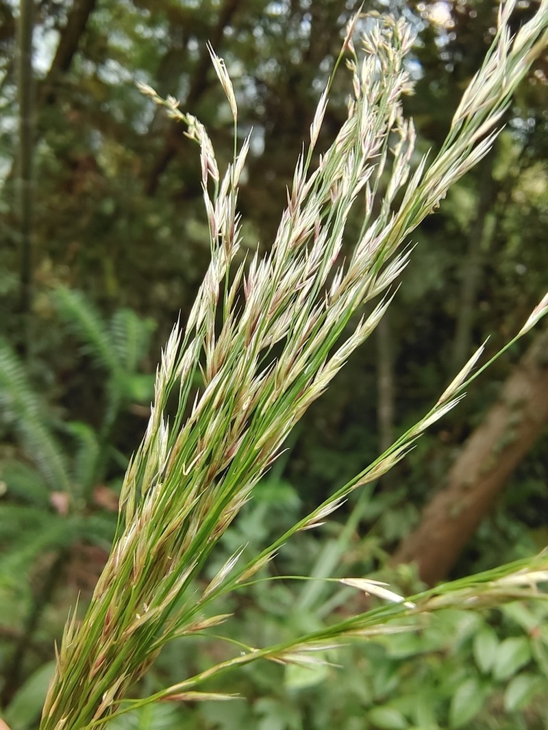 Sibirotrisetum bifidum photo 2
