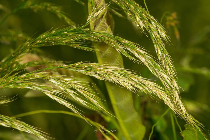 Sibirotrisetum bifidum photo 3