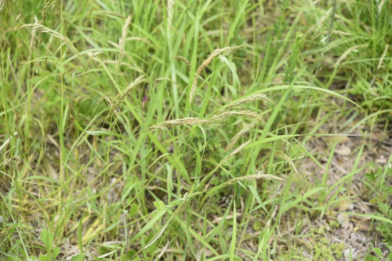 Sibirotrisetum bifidum photo 4