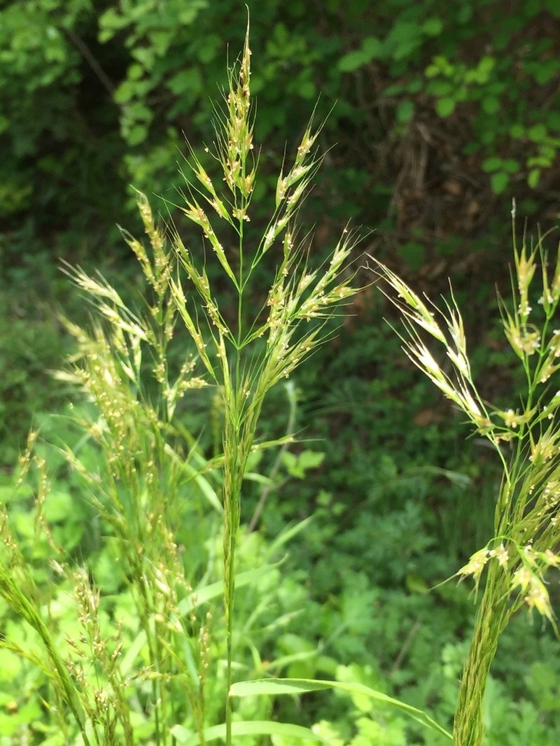 Sibirotrisetum bifidum photo 5