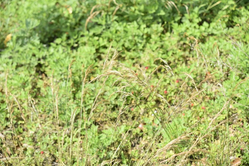 Sibirotrisetum bifidum photo 6