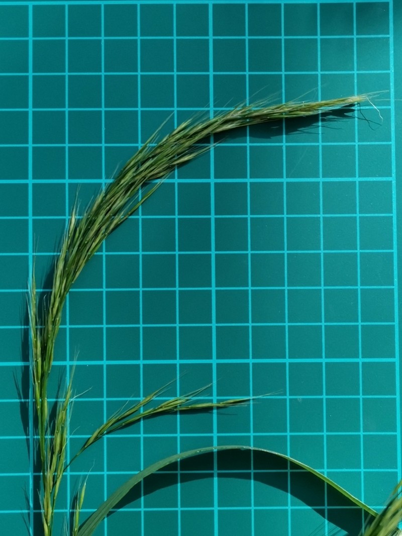 Sibirotrisetum bifidum photo 7