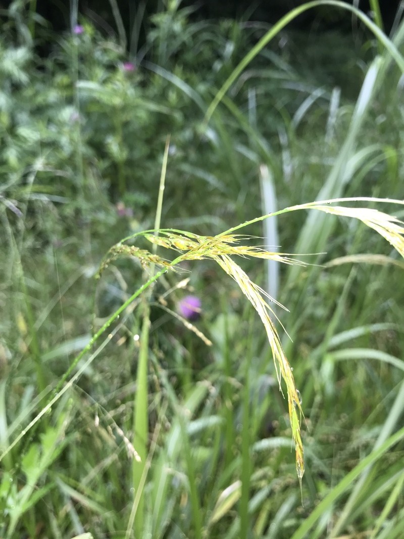 Sibirotrisetum bifidum photo 8
