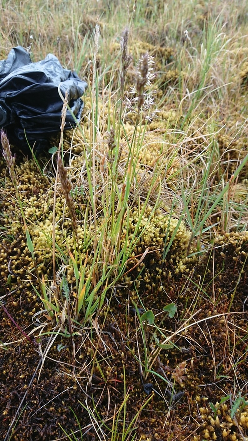 Sibirotrisetum litorale