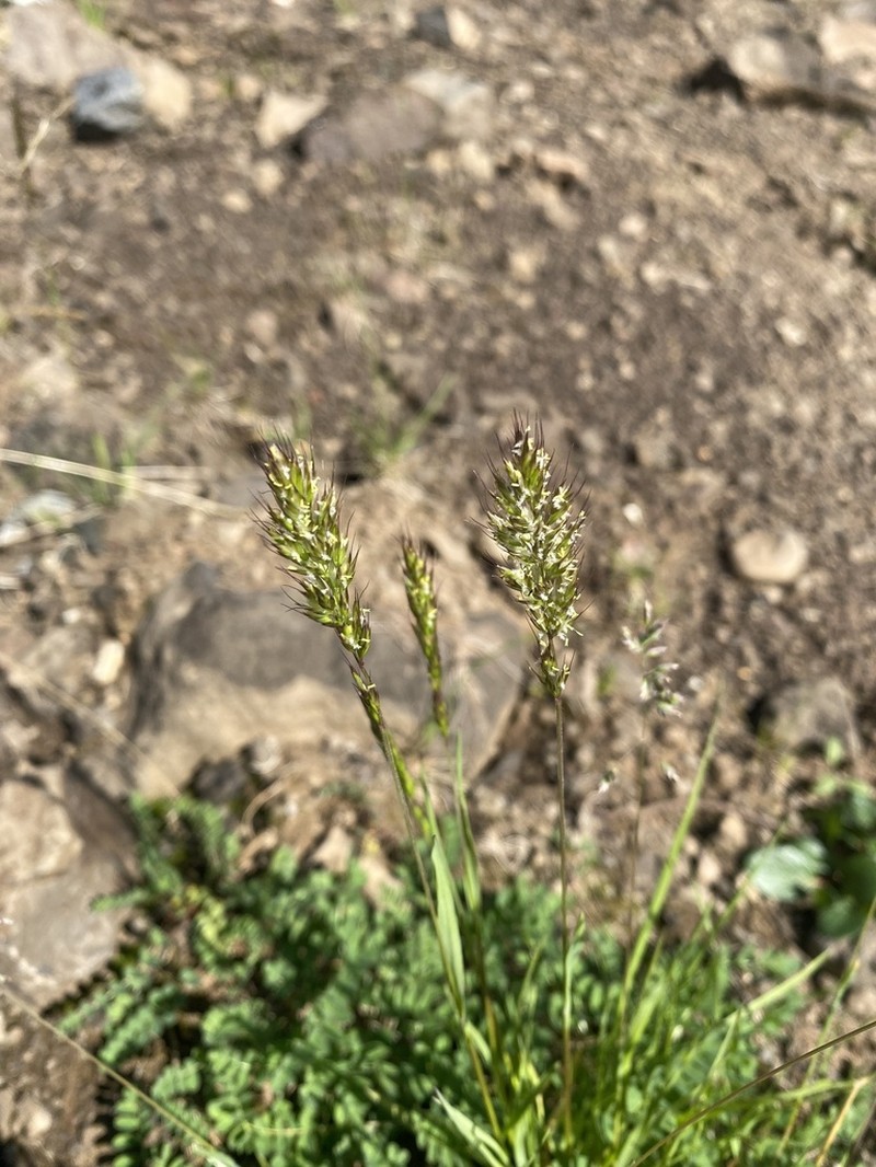 Sibirotrisetum litorale photo 2
