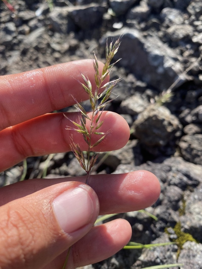 Sibirotrisetum litorale photo 3