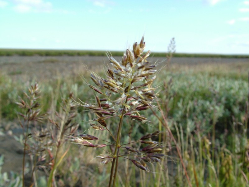 Sibirotrisetum litorale photo 4