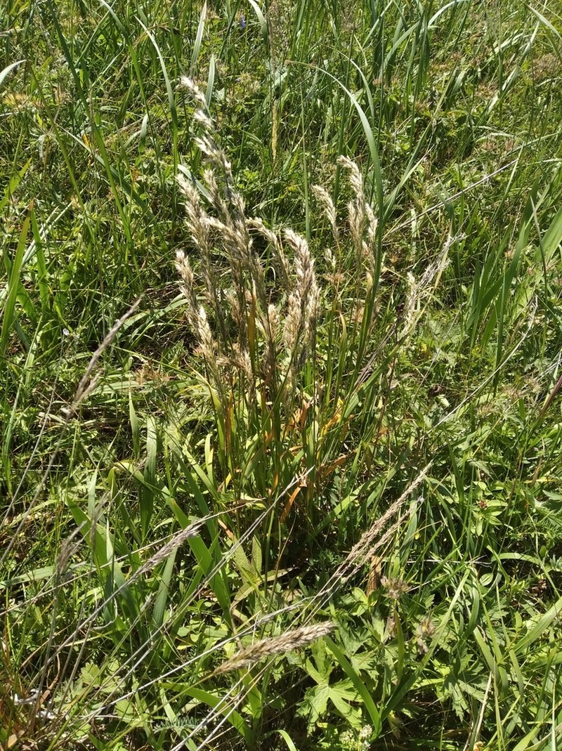 Sibirotrisetum litorale photo 5