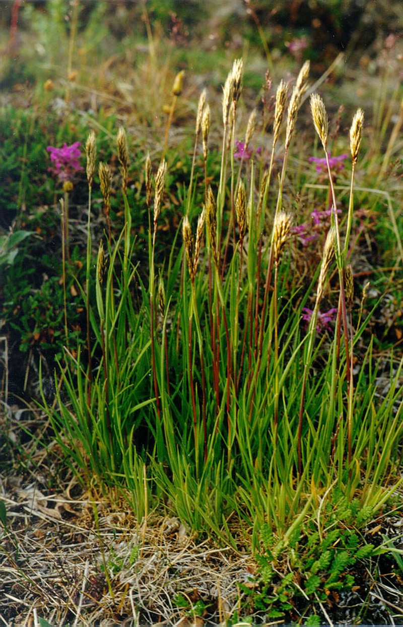Sibirotrisetum litorale photo 6