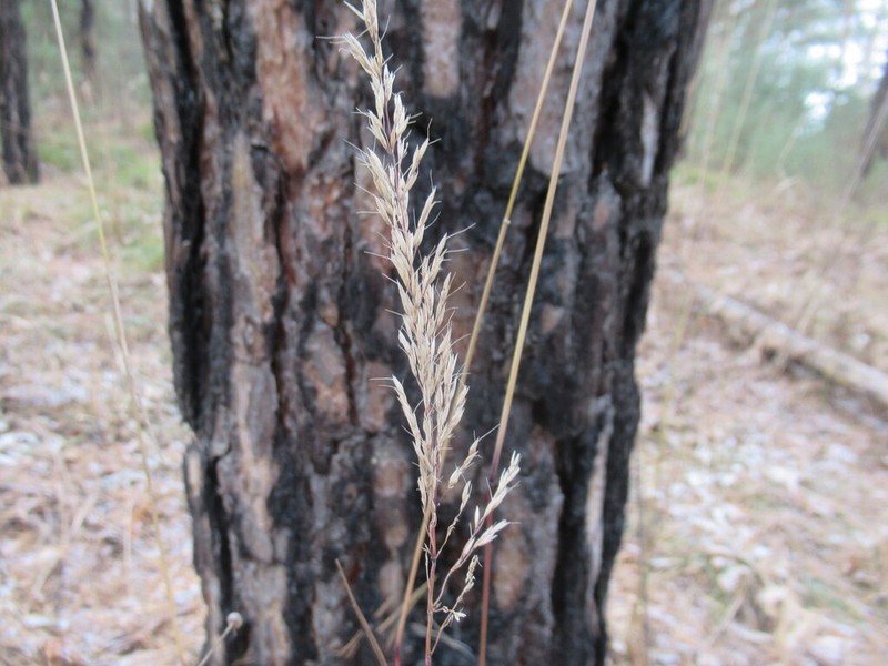 Siberian Oatgrass