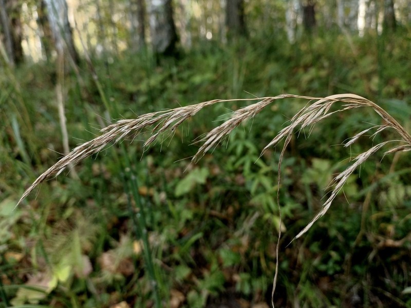 Siberian Oatgrass photo 2