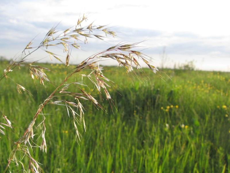 Siberian Oatgrass photo 3