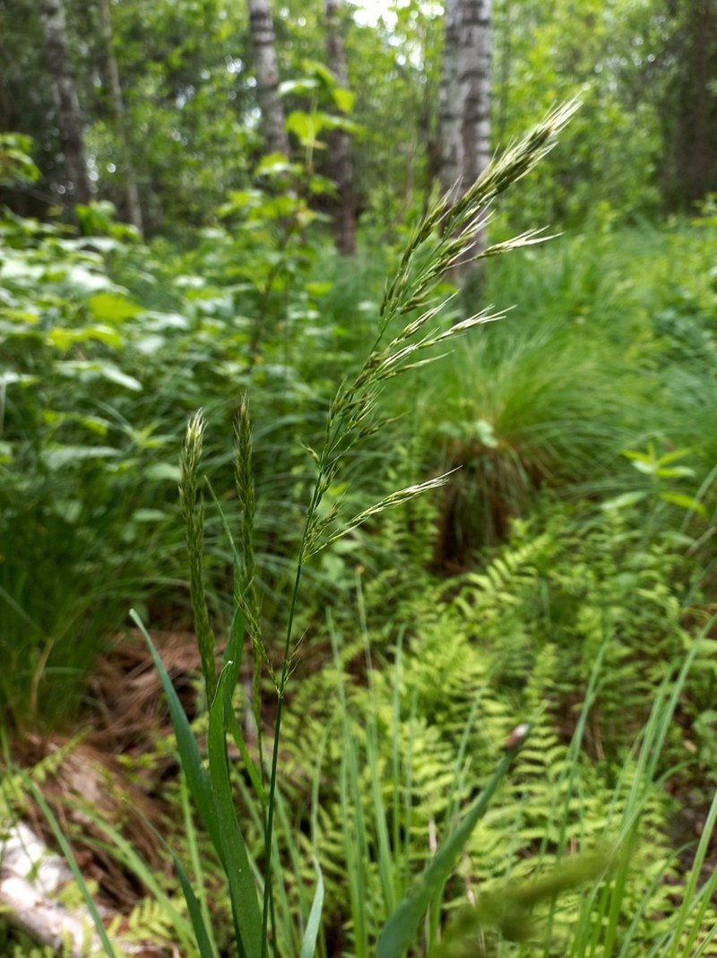 Siberian Oatgrass photo 4