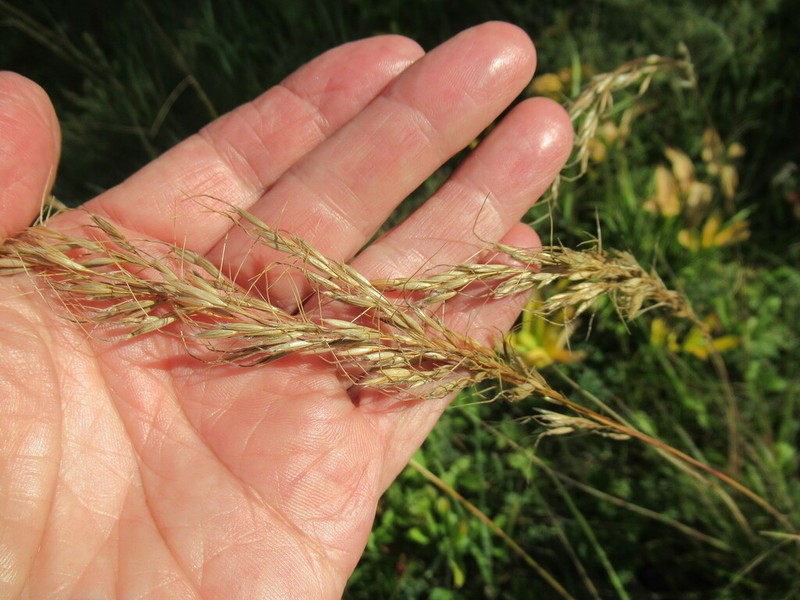 Siberian Oatgrass photo 5