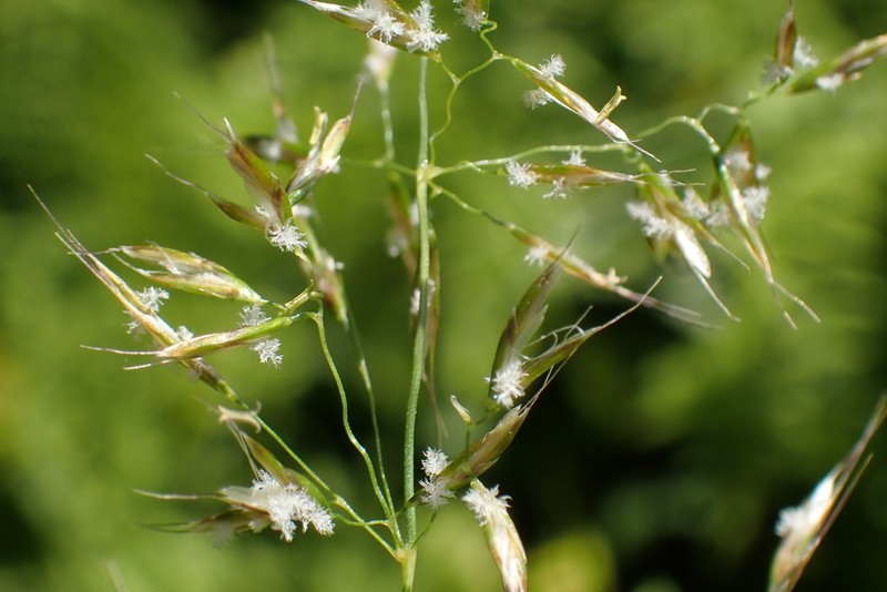 Siberian Oatgrass photo 6