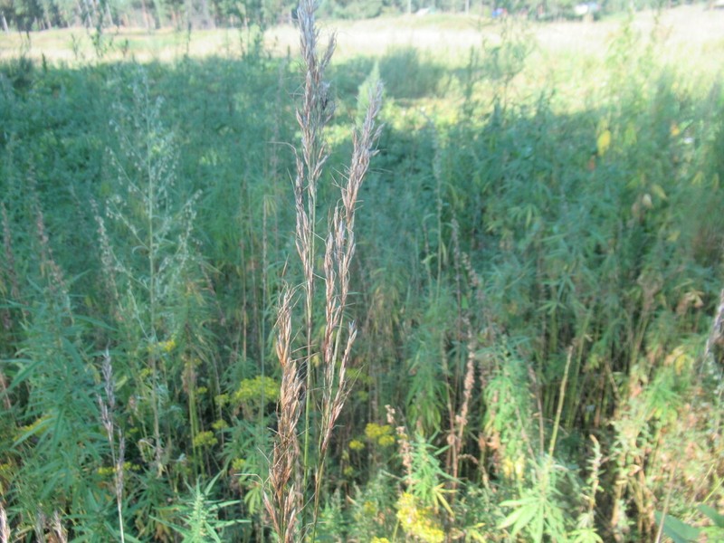 Siberian Oatgrass photo 7