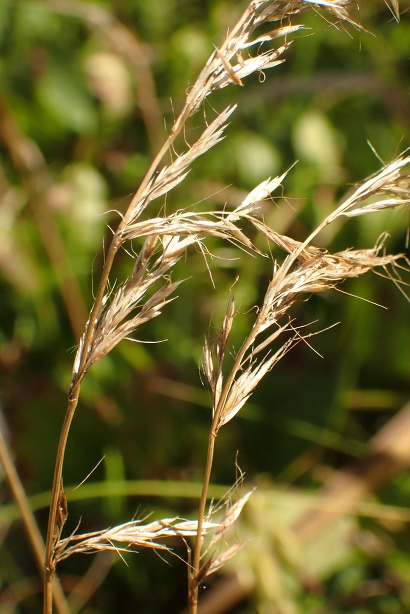 Siberian Oatgrass photo 8