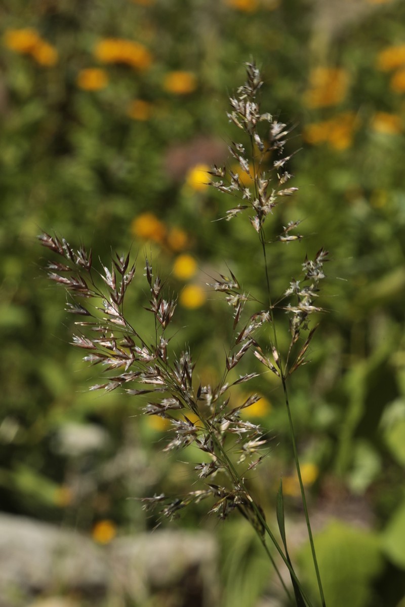 Sibirotrisetum turcicum