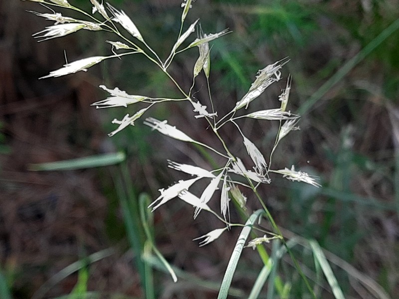 Sibirotrisetum turcicum photo 3