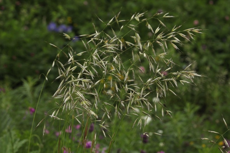 Sibirotrisetum turcicum photo 4
