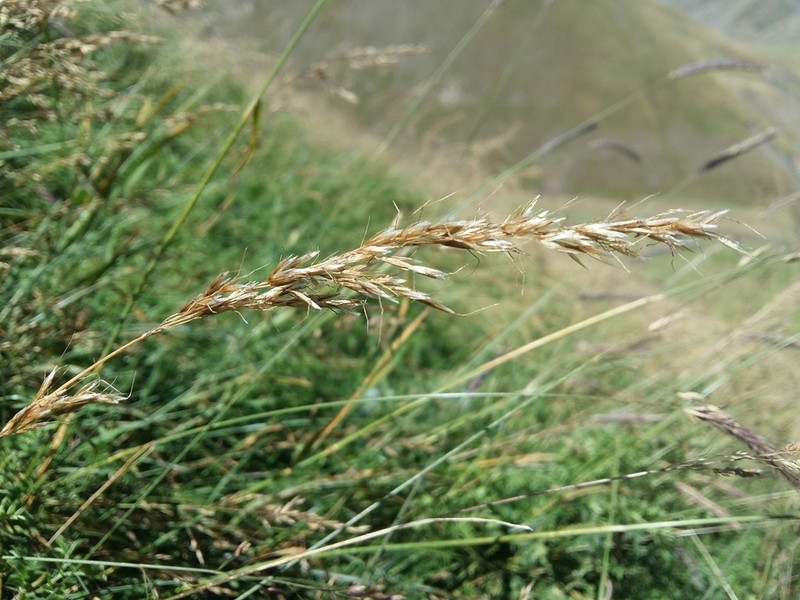 Sibirotrisetum turcicum photo 5