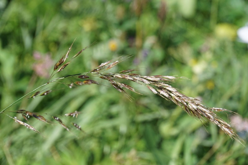Sibirotrisetum turcicum photo 6