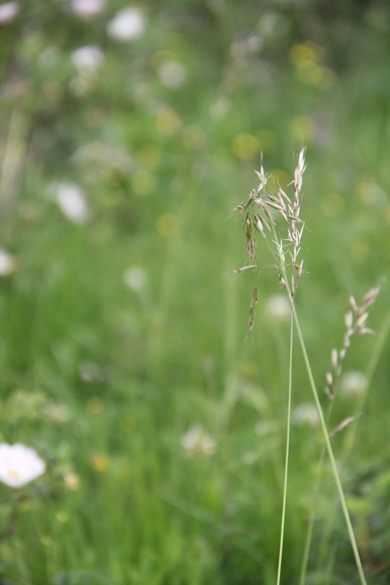 Sibirotrisetum turcicum photo 7