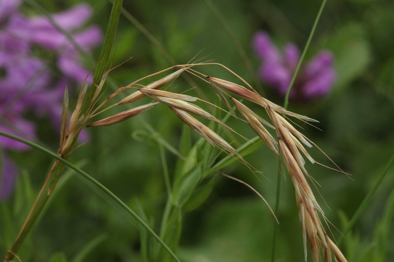Sibirotrisetum turcicum photo 8
