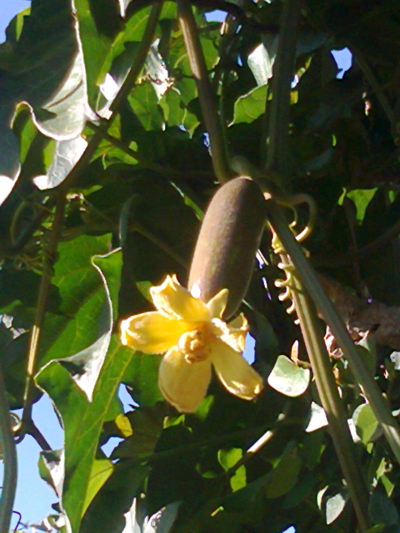 Casa Banana photo 5
