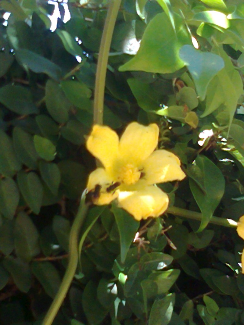 Casa Banana photo 6