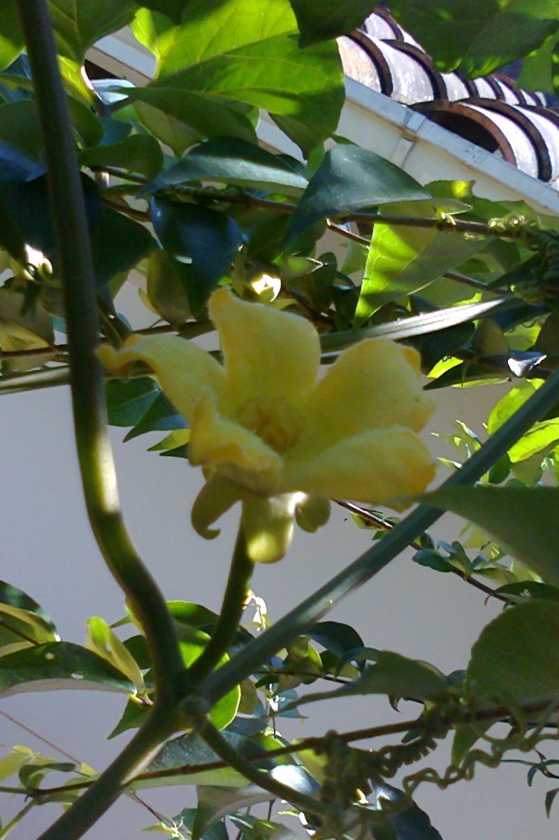 Casa Banana photo 7