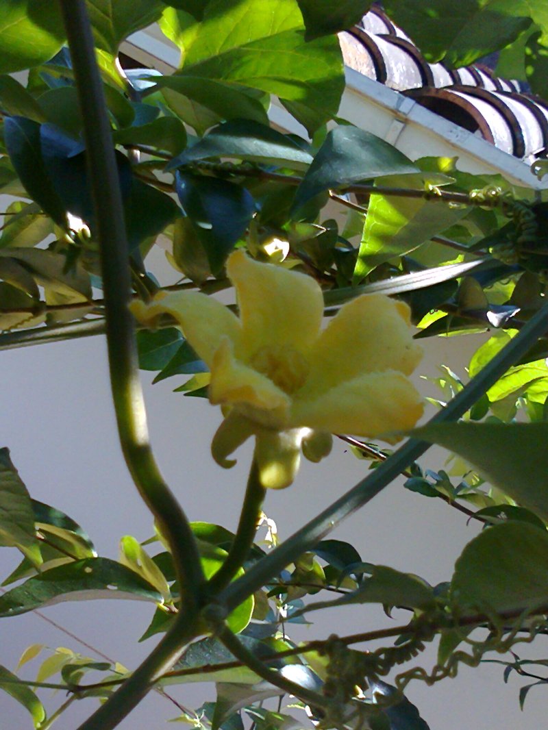 Casa Banana photo 8