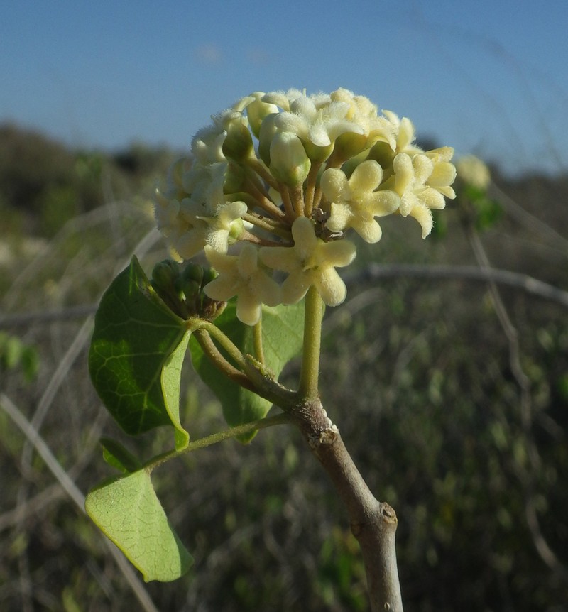 Sicyocarpus cordifolius