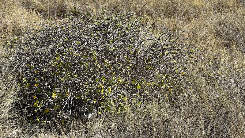 Sicyocarpus cordifolius photo 2