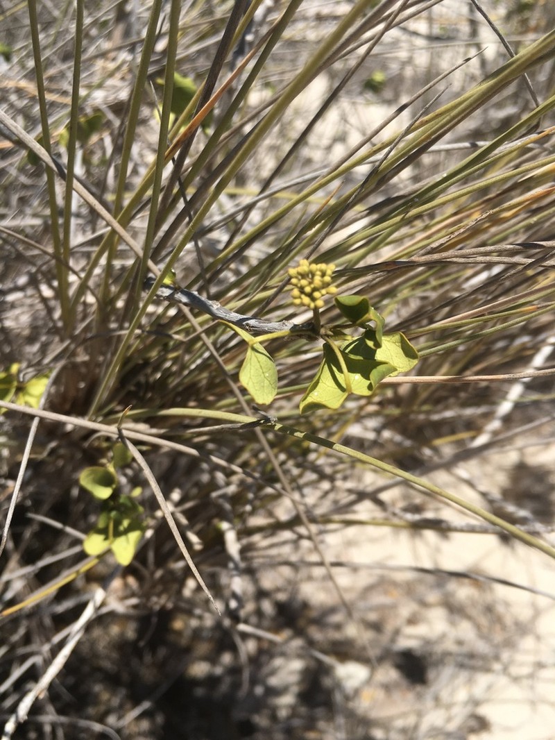 Sicyocarpus cordifolius photo 3