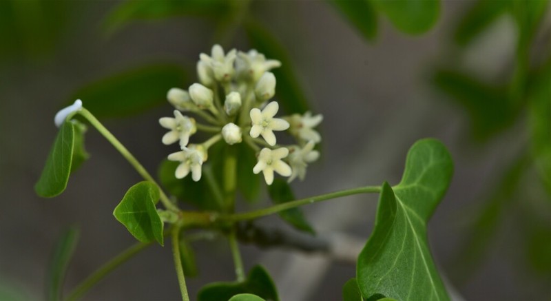 Sicyocarpus cordifolius photo 4