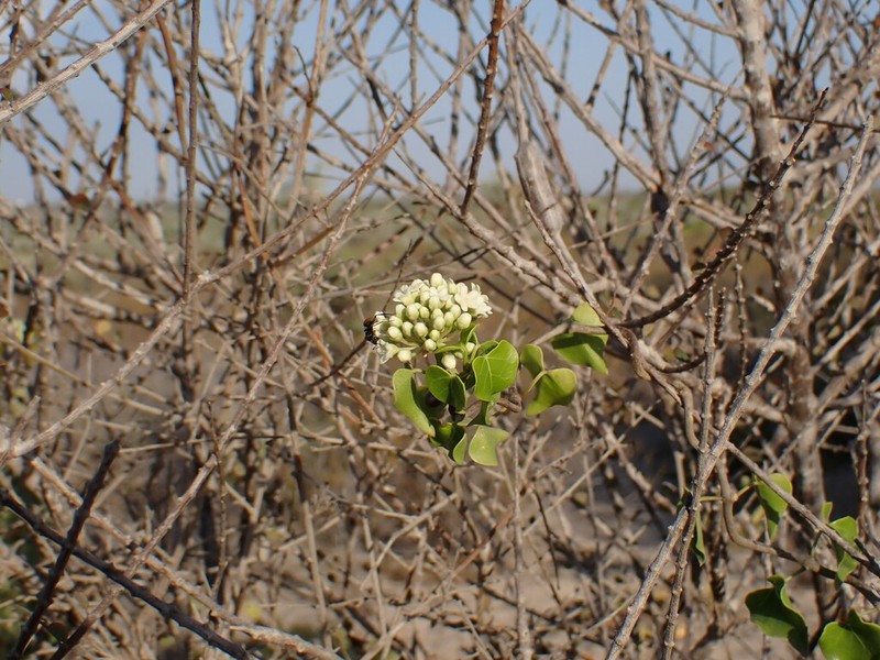 Sicyocarpus cordifolius photo 5