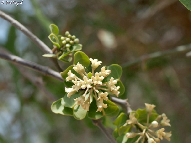 Sicyocarpus cordifolius photo 6