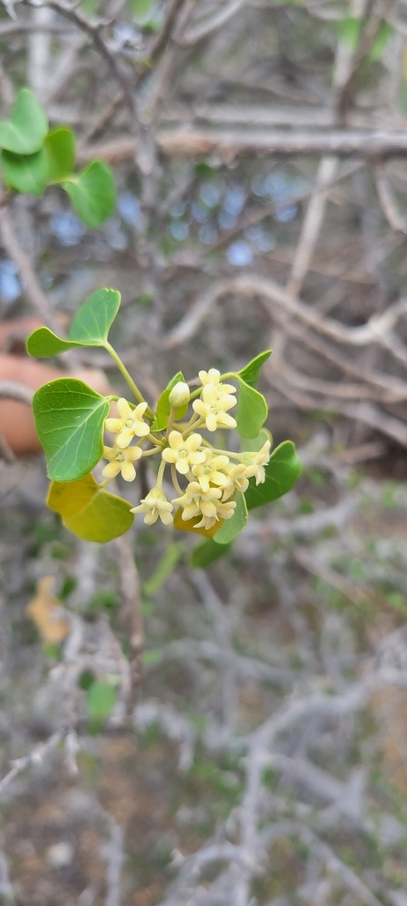 Sicyocarpus cordifolius photo 7