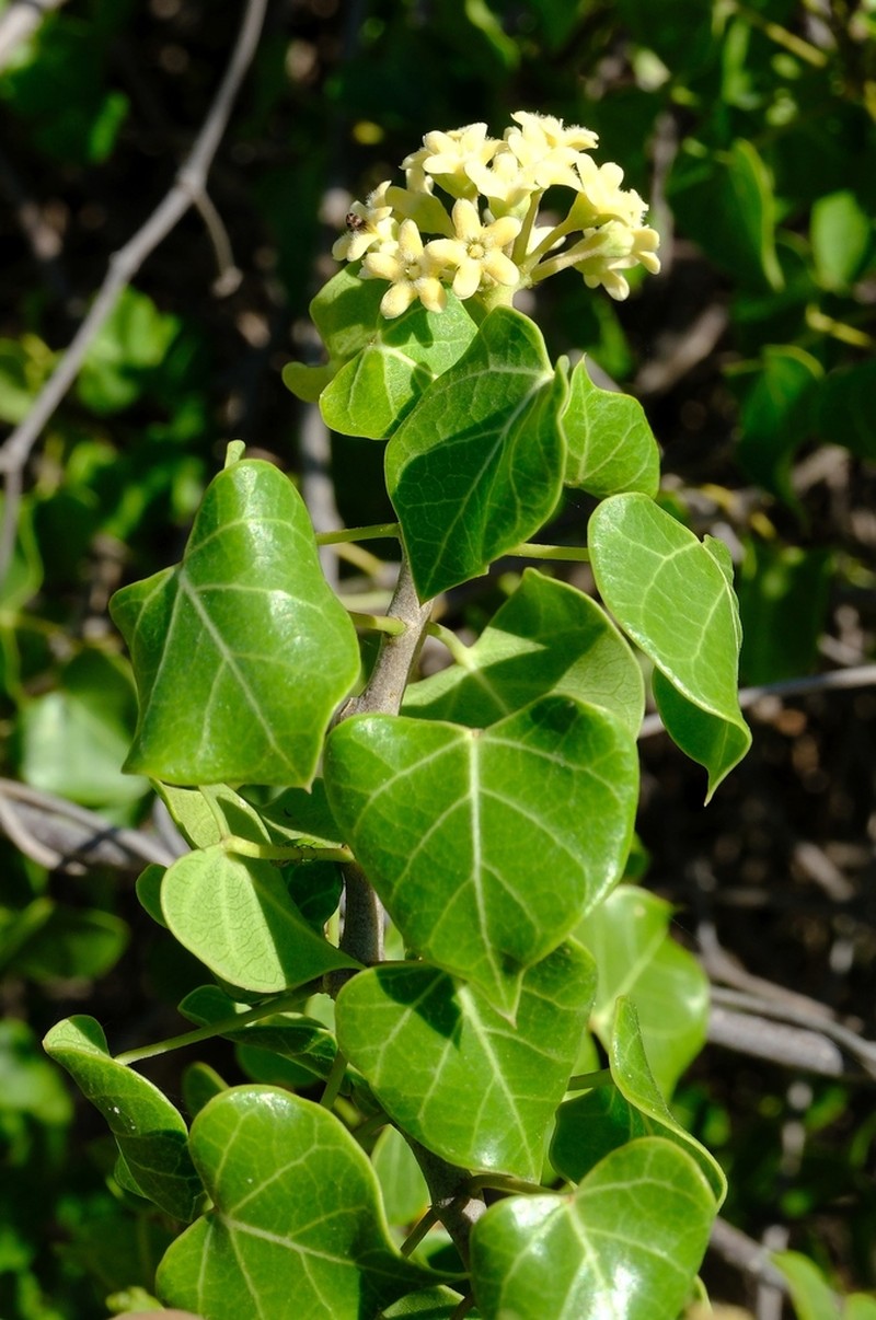 Sicyocarpus cordifolius photo 8