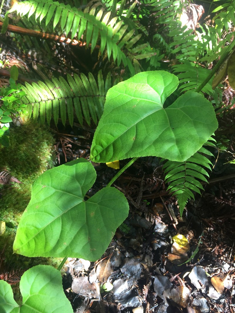 White Bur Cucumber