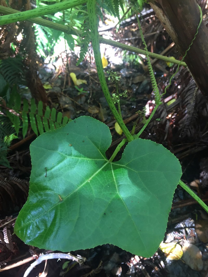 White Bur Cucumber photo 2