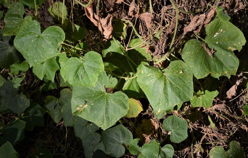 Oneseed Bur Cucumber photo 6