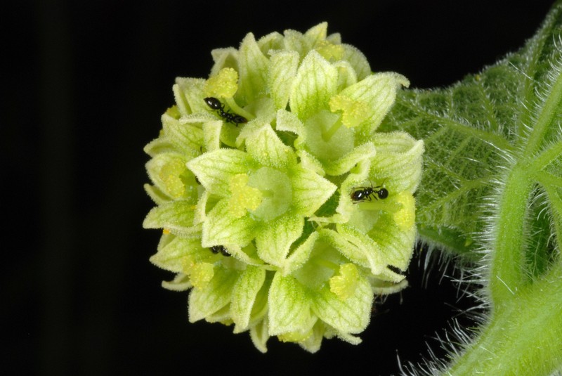 Oneseed Bur Cucumber photo 7